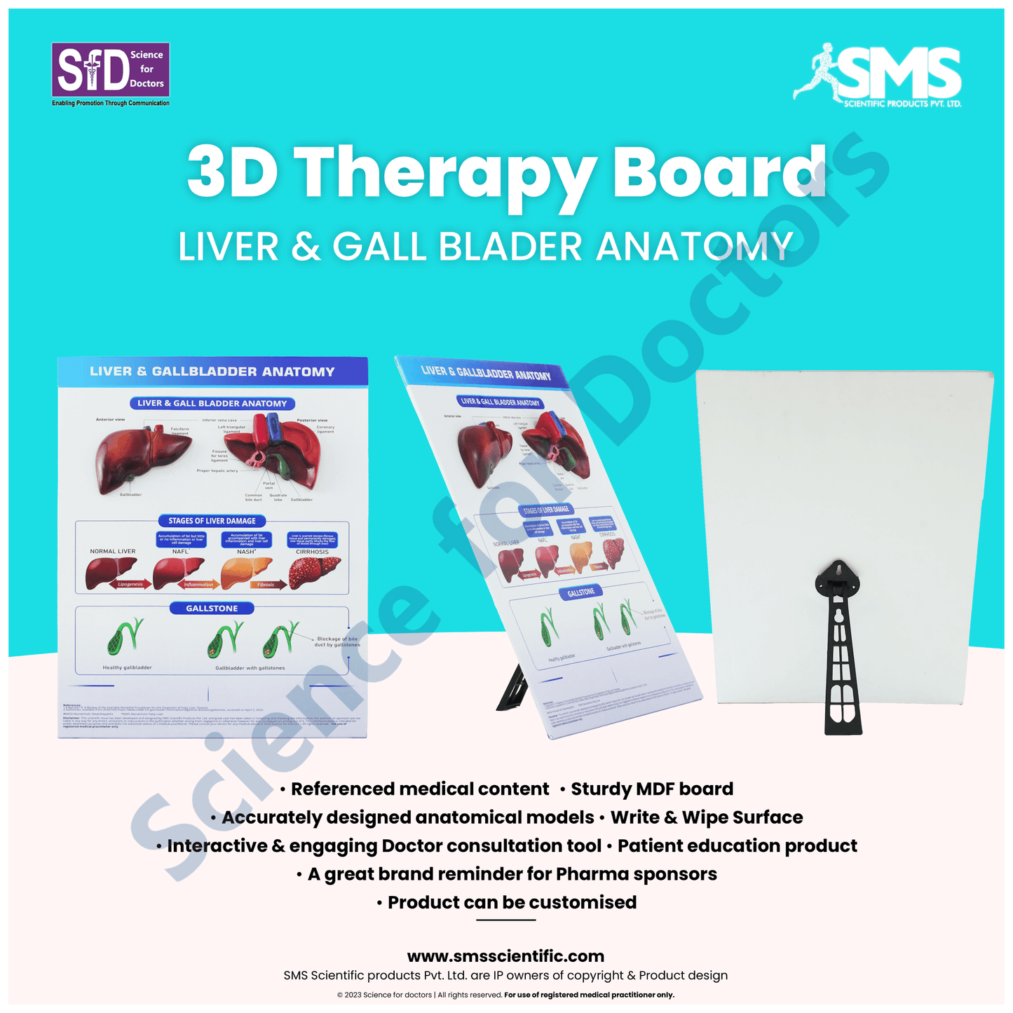 Liver & Gall Bladder Anatomy: 3D therapy Board