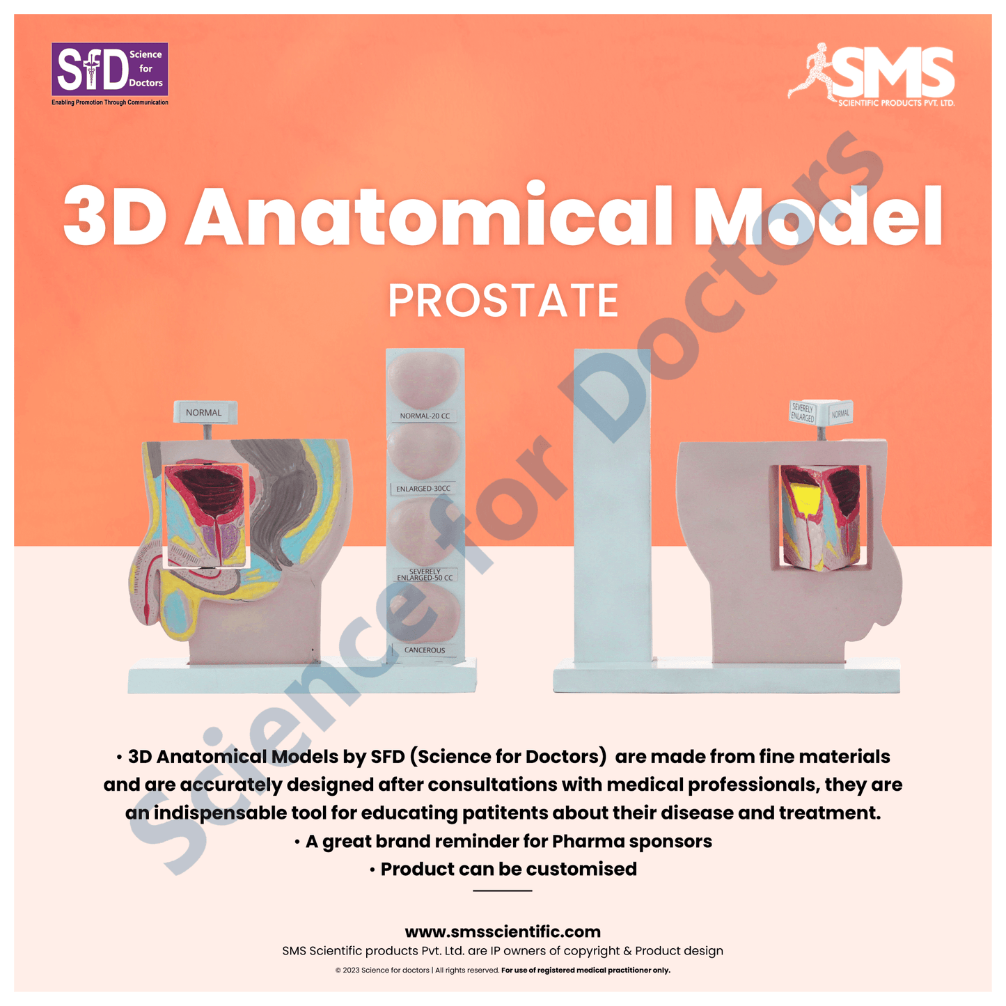 Prostate: 3D Anatomical Models