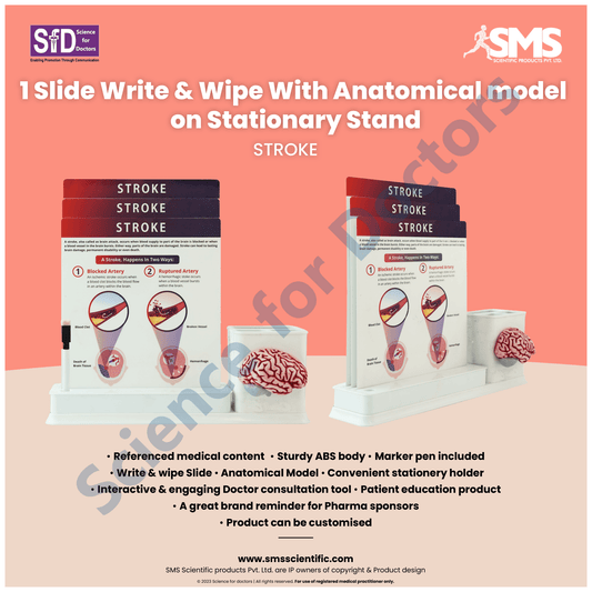 Stroke : 1 Slide Write and wipe with anatomical model on stationery stand