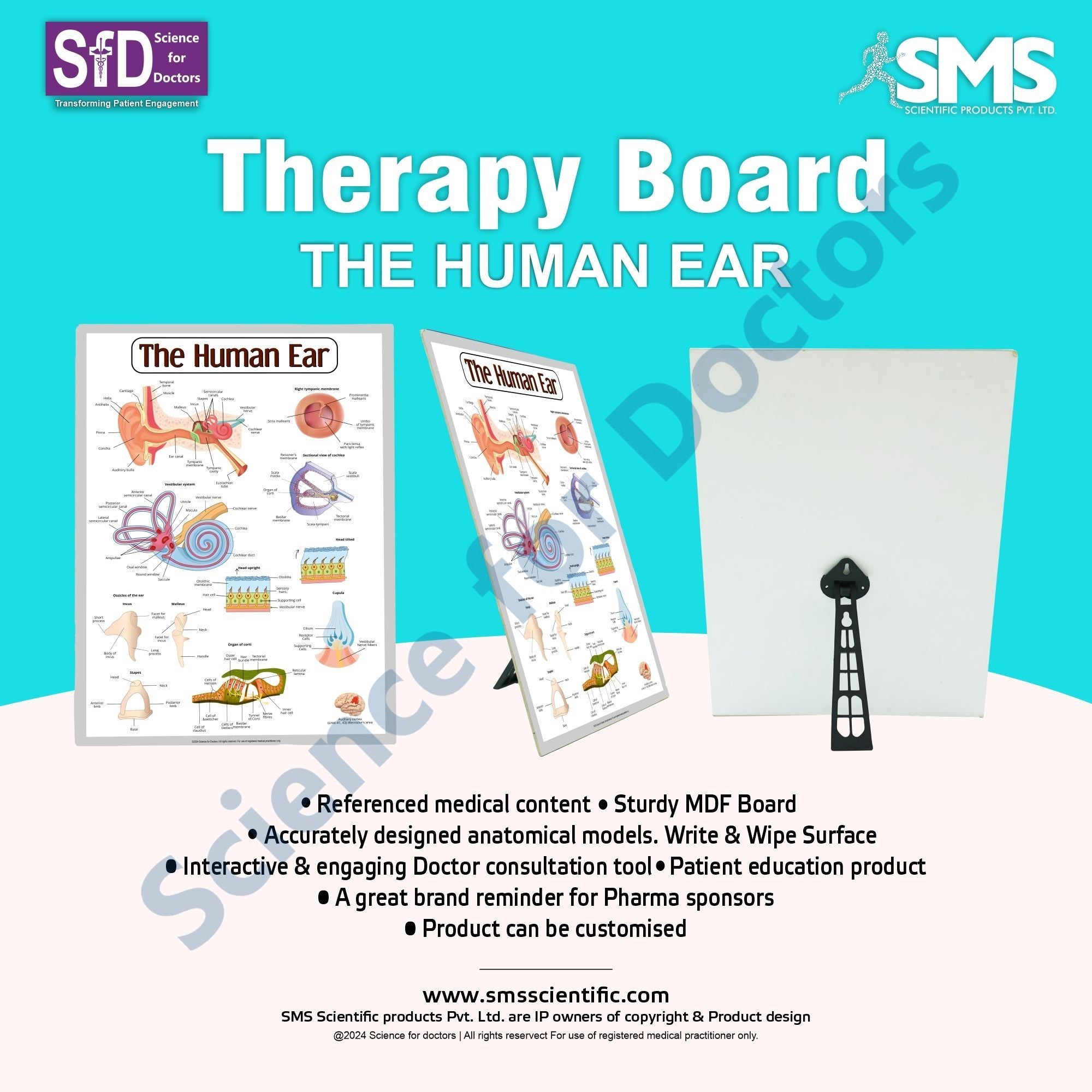 The Human Ear: 3D Therapy Frame – SMS Scientific Products Pvt. Ltd.